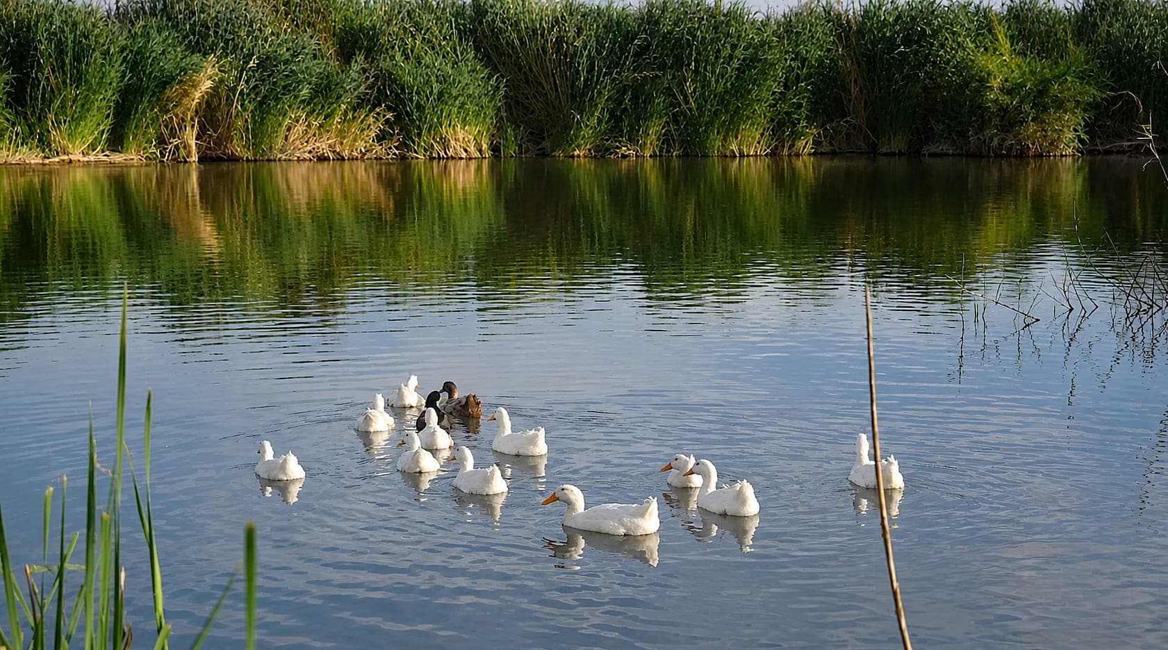 البط داخل المزرعة